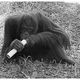 Illustration for article titled Are gorillas left-handed or right-handed?